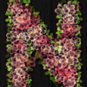 Spring Blossoms