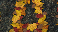 Autumn200